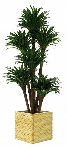 Dracaena david cachepot Dekollete Gurido 30