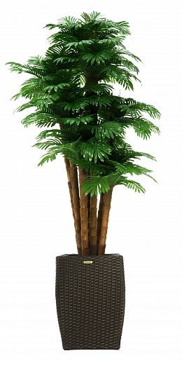 Date Palm Palm Ranchi Cachepot Dekollete Rattan Cube 39