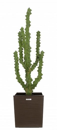 Cactus Ridge Cachepot Dekollete Clasico 30 available to order 1 piece