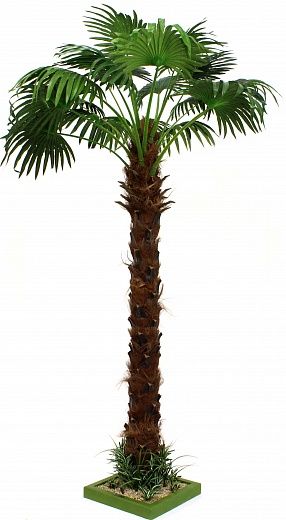 Washingtonia Ranchi