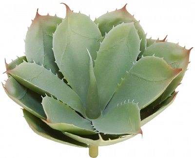 Agave Lomil