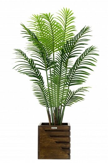 Madia date palm cachepot Dekollete Stream 30