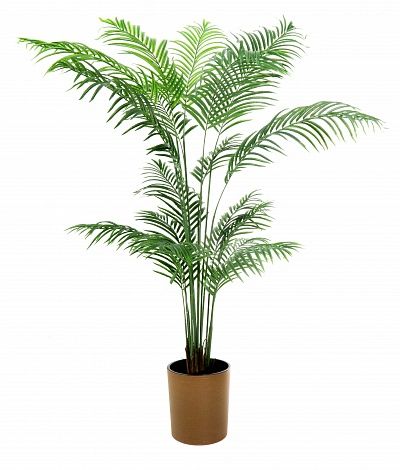 Date palm Monastir 240 cachepot Dekollete Clasico 30 Eco