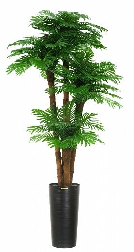 Date palm Cherry cachepot Dekollete Serso 46