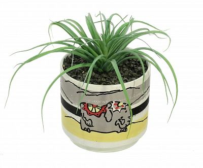 Composition Tillandsia Morelia available to order 1 piece