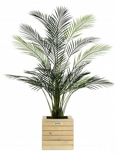 Date palm Kariba 150 cachepot Dekollete Roca Cube 30