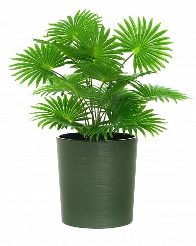 Palm Washingtonia Vittoria cachepot Dekollete Clasico 30 Eco