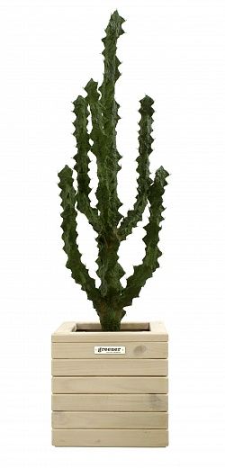 Cactus Ridge Cachepot Dekollete Roca Cube 30 available to order 1 piece