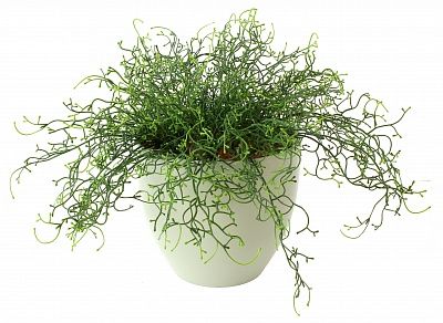 Tillandsia Noa Charm cachepot Dekollete 18