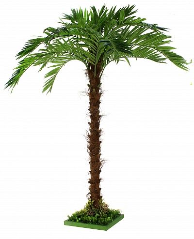 Mergui date palm