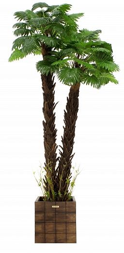 Palm Washingtonia malida cachepot Dekollete Chess 30 Color