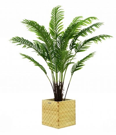 Date palm Bizerte cachepot Dekollete Gurido 30 available to order 1 piece