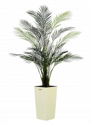 Date palm Kariba 150 cachepot Dekollete Cuno 46