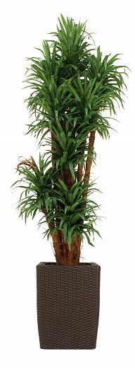 Dracaena Basu Cachepot Dekollete Rattan Cone 50