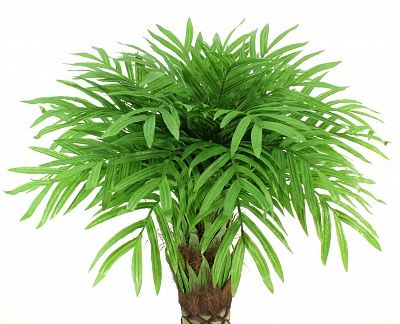 Areca Vitorio available to order 1 piece