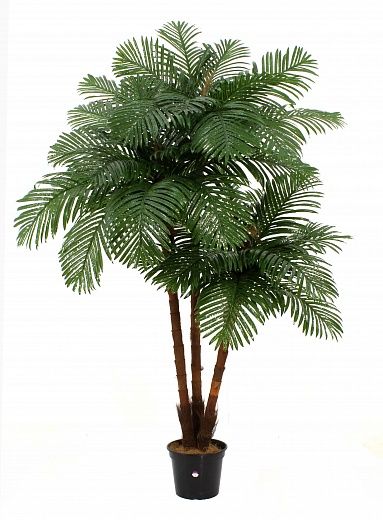 Date palm Tuli XL