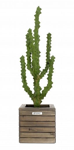 Cactus Ridge Cachepot Dekollete Roca Cube 30 available to order 1 piece