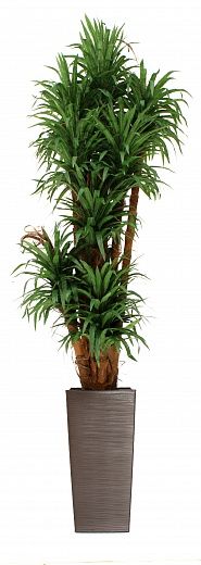 Dracaena Basu Cachepot Dekollete Kuno 46