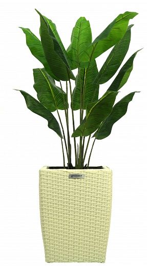 Banana Perey 120 cachepot Dekollete Rattan Cube 39