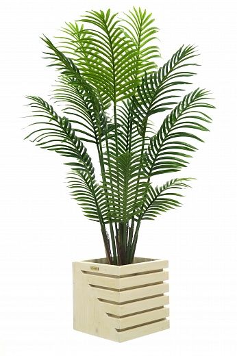 Madia date palm cachepot Dekollete Stream 30