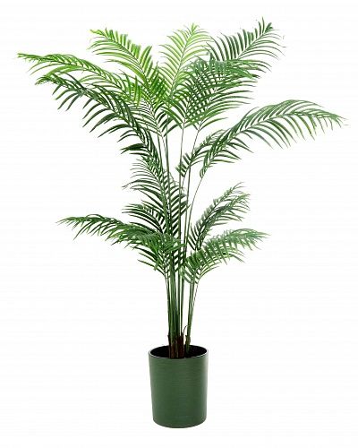 Date palm Monastir 240 cachepot Dekollete Clasico 30 Eco