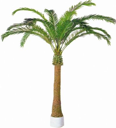 Gilmer date palm