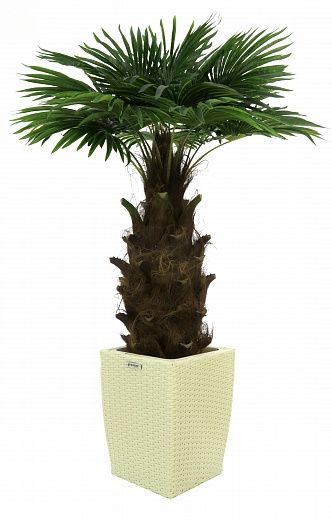 Washingtonia Hanan Cachepot Dekollete Rattan Cone 50