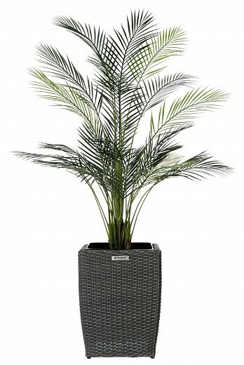 Date palm Kariba 150 cachepot Dekollete Rattan Cube 32