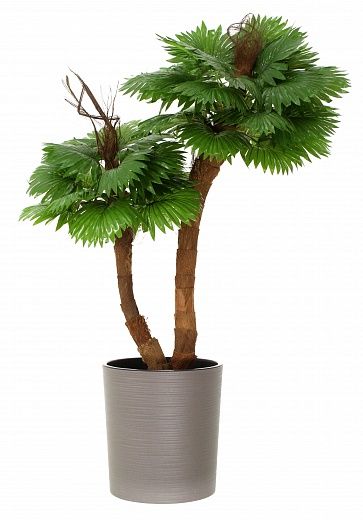 Palm Washingtonia Avassa cachepot Dekollete Clasico 30 Eco