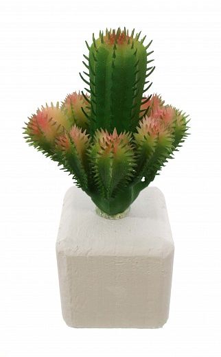 Cactus Cuer