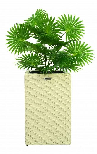 Palm Washingtonia Vittoria cachepot Dekollete Rattan Cube 50