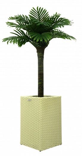 Date palm Saada cachepot Dekollete Rattan Cube 50