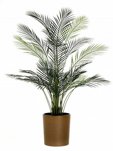 Date Palm Kariba 150 cachepot Dekollete Clasico 30 Eco