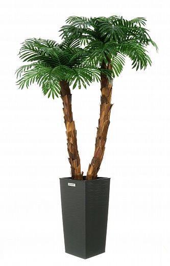 Palm Linara cachepot Dekollete Kuno 57