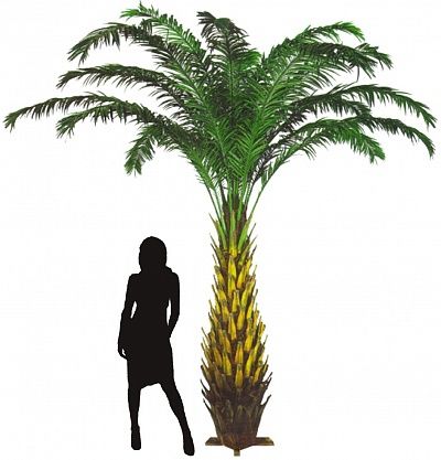 Date palm Devon