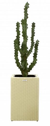 Cactus Ridge Cachepot Dekollete Rattan Cube 50 available to order 1 piece