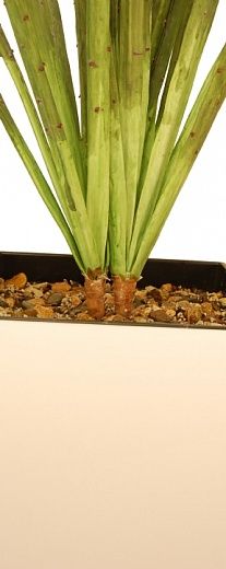 Agave Rebola cachepot Dekollete available 1 piece