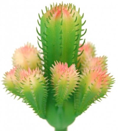 Cactus Cuer