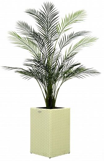 Date palm Kariba 150 cachepot Dekollete Rattan Cube 50