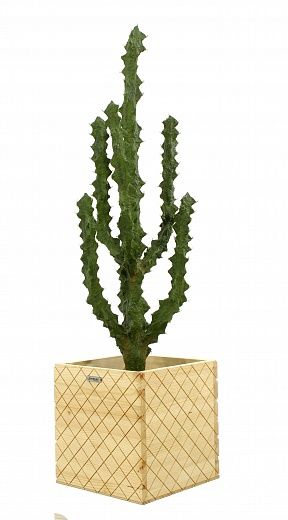 Cactus Ridge Cachepot Dekollete Gurido 30 available to order 1 piece