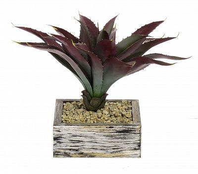 Agave Ford Cachepot Dekollete Wood available to order 1 piece