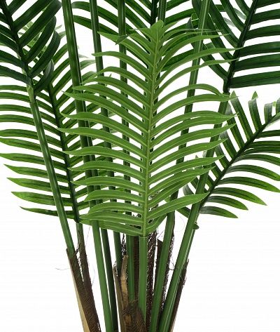 Madia date palm cachepot Dekollete Clasico 30 Eco