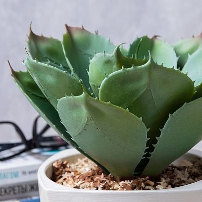 Agave Lomil Cachepot Dekollete