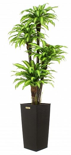 Dracaena Buscher Cachepot Dekollete Kuno 57