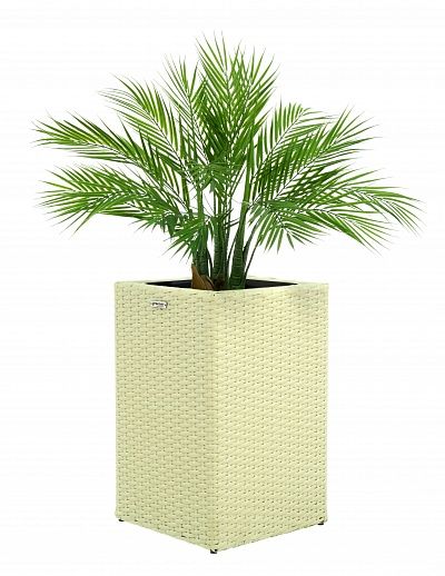 Palm Palm Pichino Fitta cachepot Dekollete Rattan Cube 50