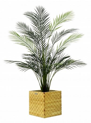 Date Palm Kariba 150 cachepot Dekollete Gurido 30