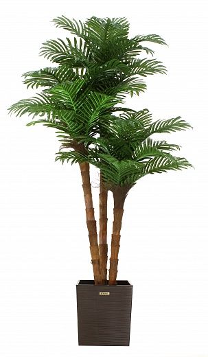 Date palm Atwood cachepot Dekollete Clasico 30