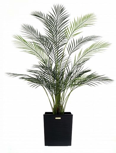 Date palm Kariba 150 cachepot Dekollete Clasico 30