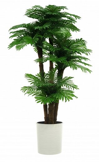 Date palm Cherry cachepot Dekollete Clasico 30