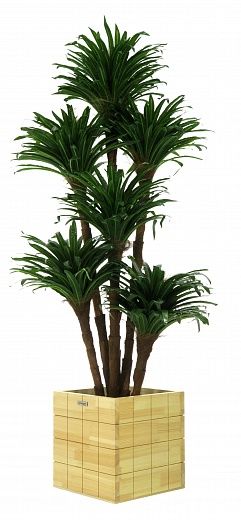 Dracaena david cachepot Dekollete Chess 30 color